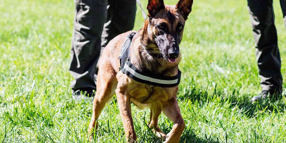 Elderly Woman Found in Michigan Woods After 20 Hours With Police Dog's Help