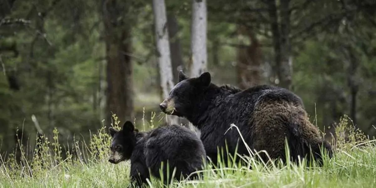 How Many Black Bears Inhabit Minnesota? A Look at Population Numbers and Habitats