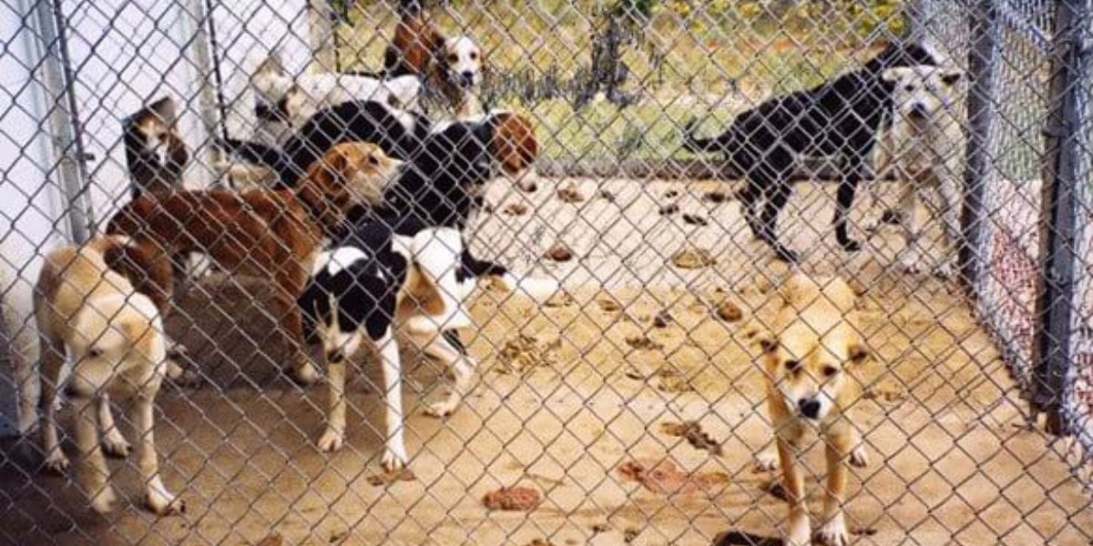 Kansas Police Officers Save 13 Puppies Abandoned on Roadside in Sweltering Conditions