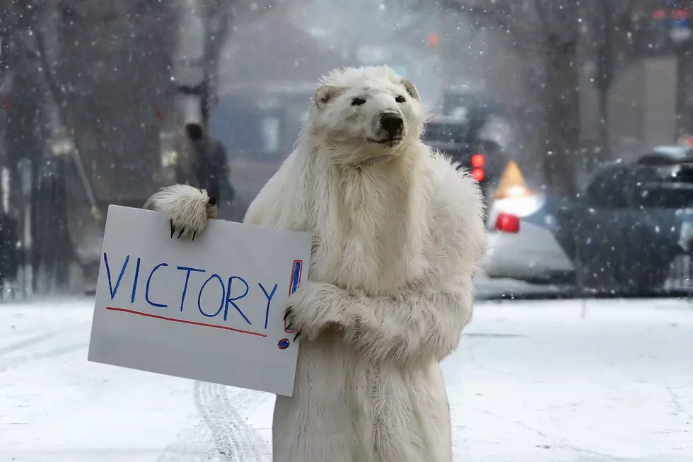 Incredibly Brave Man Jumps on Polar Bear to Save His Wife