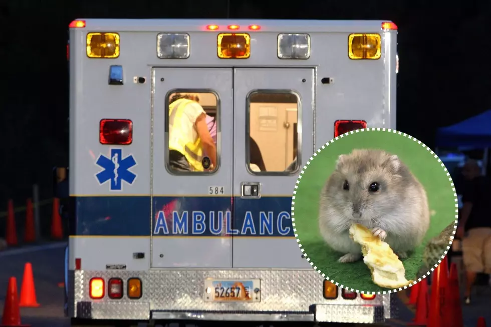 Man Almost Dies After Being Bitten by Family Hamster