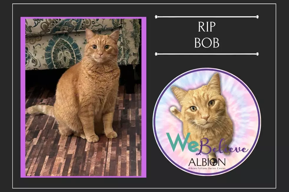 Remembering Bob: The Impact Of A Stray Cat On A Community